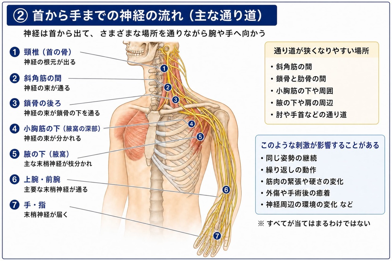 首から肩、鎖骨周辺、脇の下、腕を通って手へ向かう神経の経路。肩に症状があっても、負担を受けている場所が別のことがある