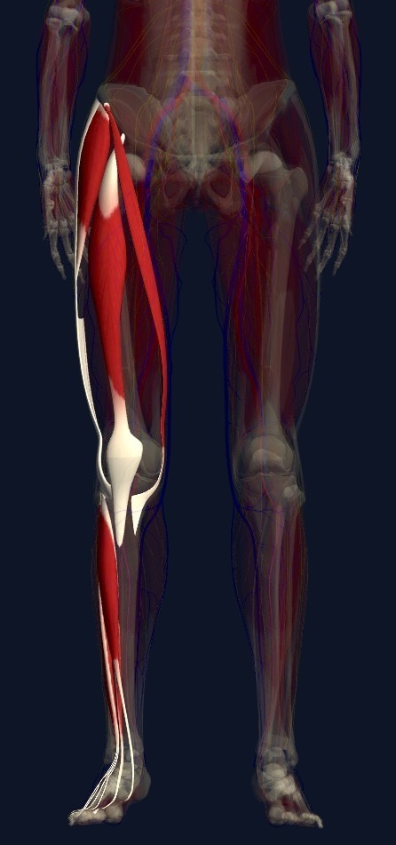 膝裏の痛みの原因と治療 三軒茶屋駅 手足のしびれ 神経痛ならアールカイロプラクティックセンター
