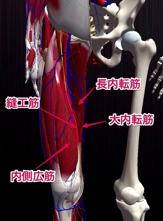 ハンター管 内転筋管 症候群の原因と治療 世田谷区 三軒茶屋駅 手足のしびれ 神経痛ならアールカイロプラクティックセンター